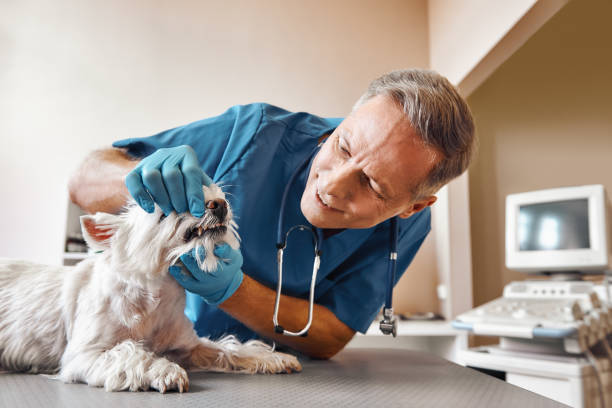  Meadowbrook, VA Emergency Dentist Pros